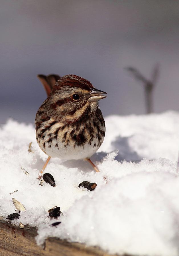 Male Song Sparrow In Snow Photograph by Carol Montoya