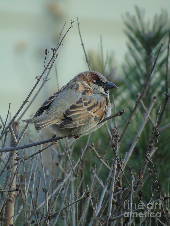 Male Sparrow by Joanne Young Male Sparrow by Joanne Young