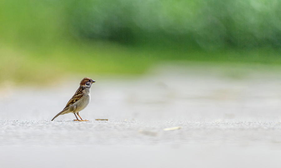 Male sparrow on the ground Photograph by Elenarts - Elena Duvernay photo
