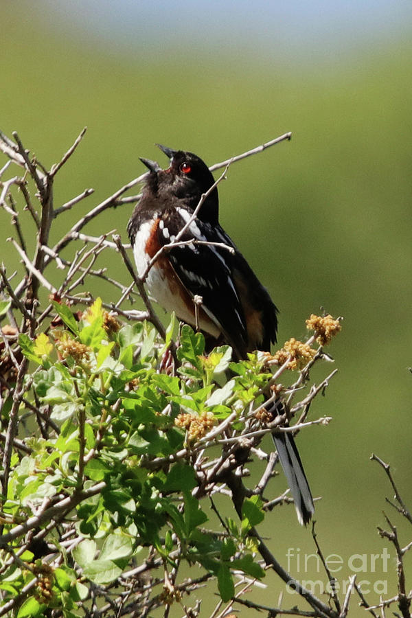 Male Spotted Towhee Photograph by Alyce Taylor