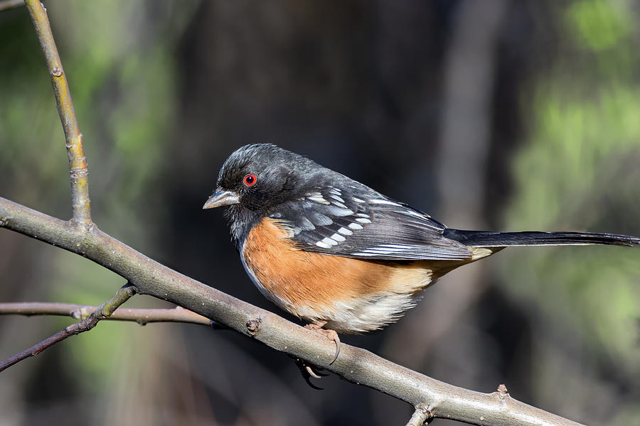 Male Spotted Towhee Photograph by Kathleen Bishop