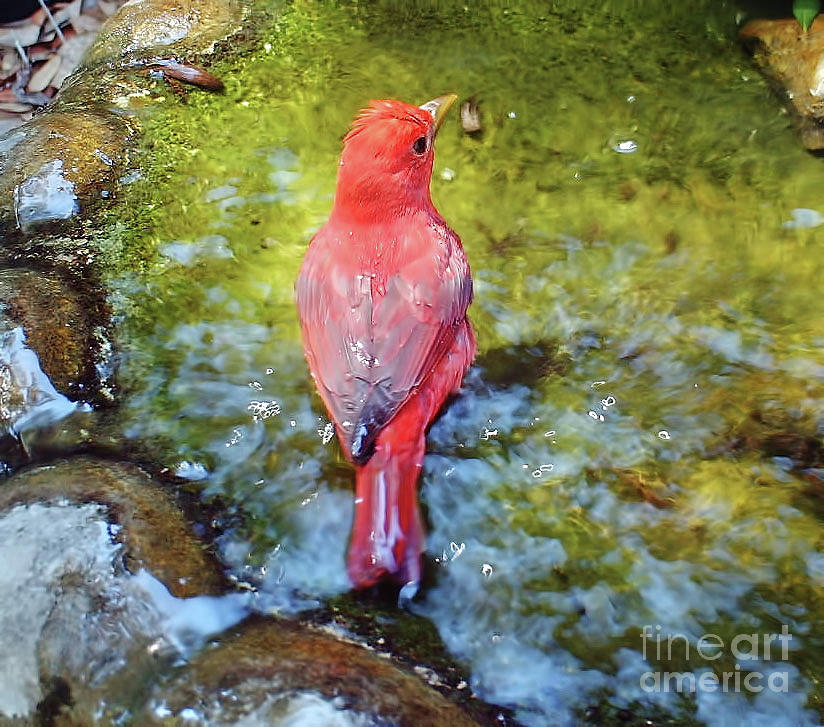Male Summer Tanager Photograph by D Hackett
