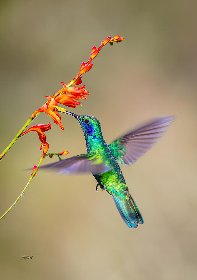 Male Green Violetear Hummingbird Photograph by Fred J Lord