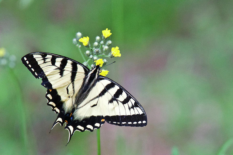 Male Tiger Swallowtail 4088 Photograph by Michael Peychich