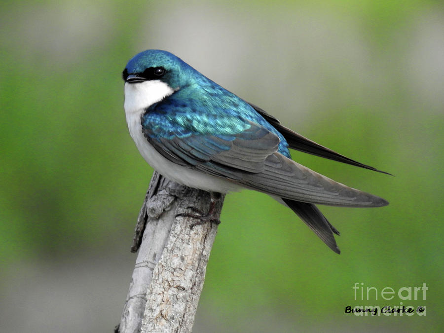 Male Tree Swallow II Photograph by Bunny Clarke