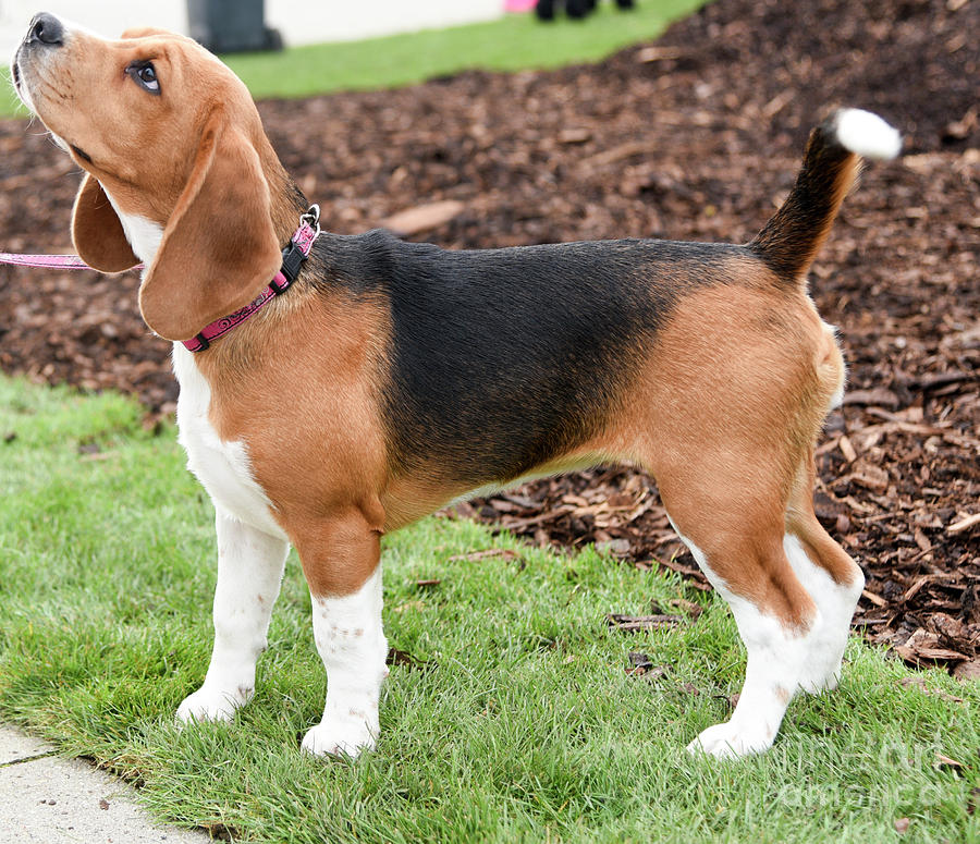male tricolor Beagle Photograph by Amir Paz