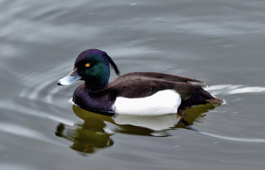 Male Tufted Duck Photograph by Jeff Townsend