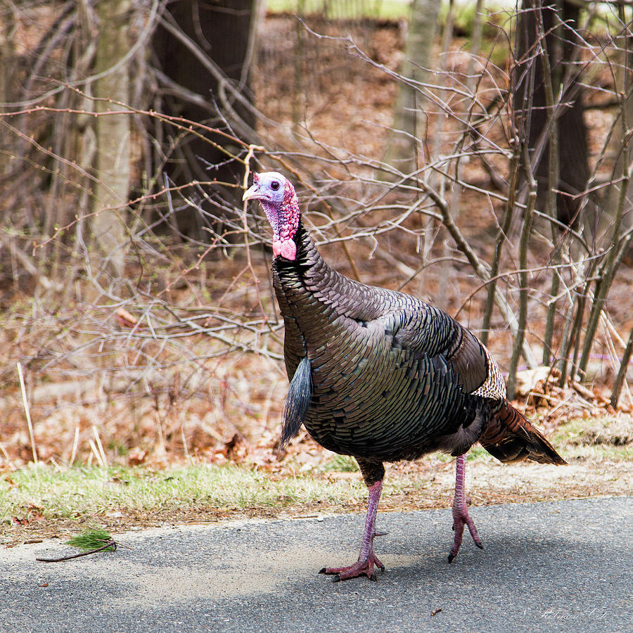 Male Turkey on a Walk Photograph by Natalie Rotman Cote