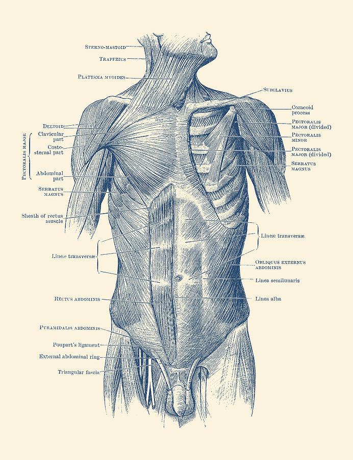 Male Upper Body Muscular System - Vintage Anatomy Drawing by Vintage ...