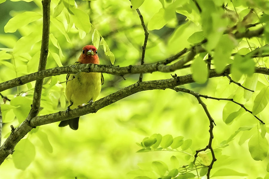 Male Western Tanager, No. 1 Photograph by Belinda Greb