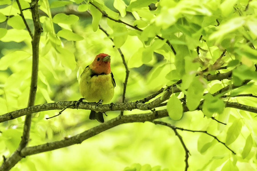 Male Western Tanager, No. 2 Photograph by Belinda Greb