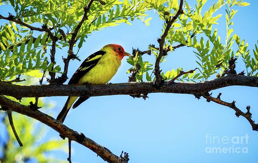 Male Western Tanager Photograph by Robert Bales