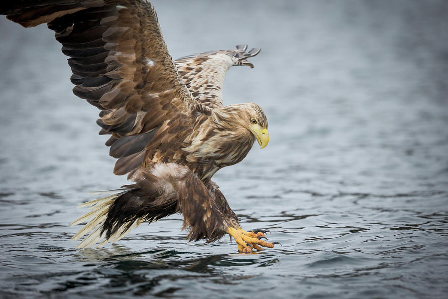 Male White-tailed Eagle Photograph by Andy Astbury