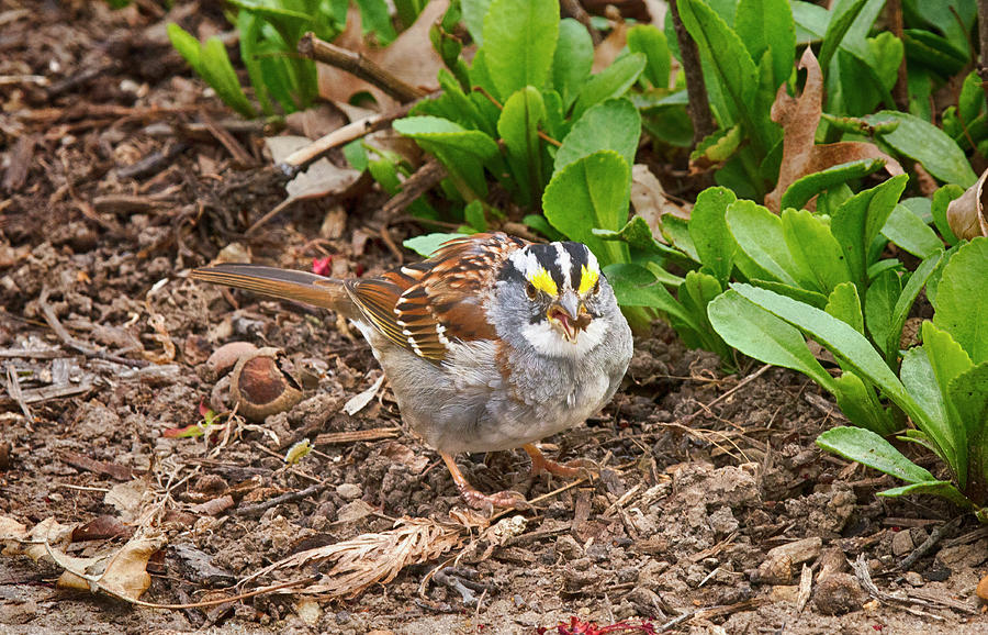 Male White Throated Sparrow by Chris White Photograph by C H Apperson