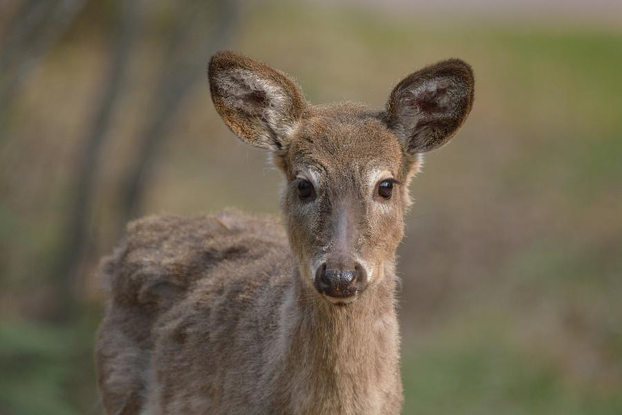 Male Whitetail Deer Yearling Photograph by David Porteus