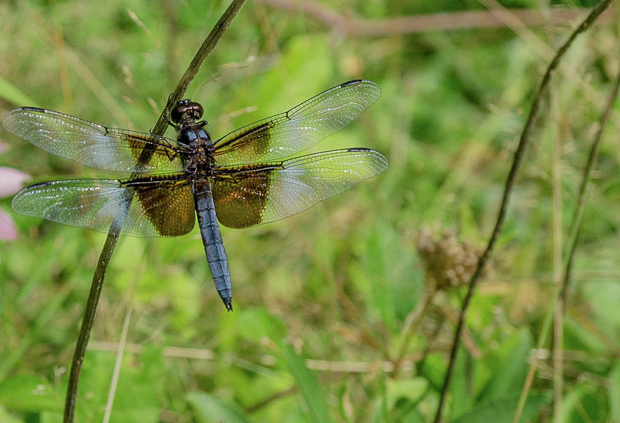 Male Widow Skimmer Photograph by Linda Howes - Fine Art America