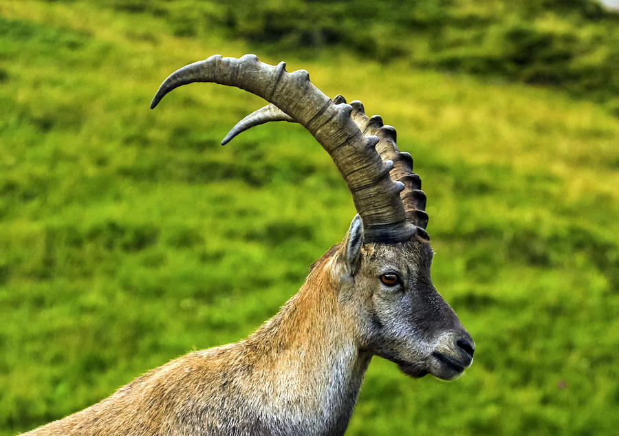 Male wild alpine, capra ibex, or steinbock Photograph by Elenarts - Elena Duvernay photo