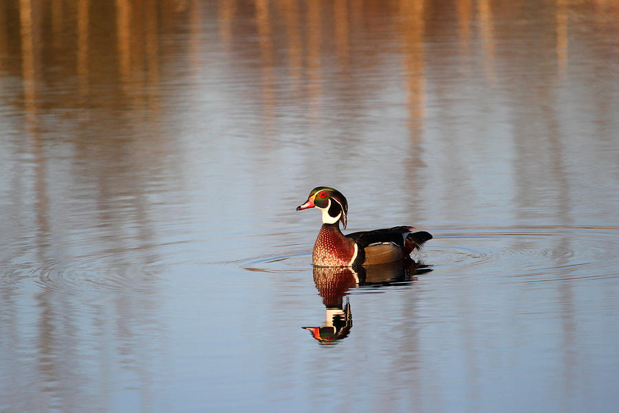 Male Wood Duck 2 Photograph by Brook Burling