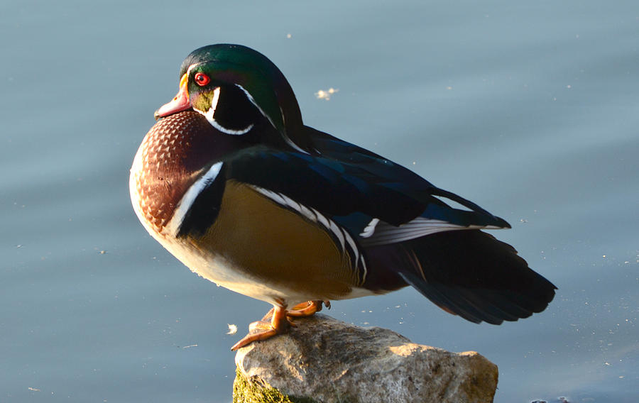 Male Wood Duck Photograph by Ally  White