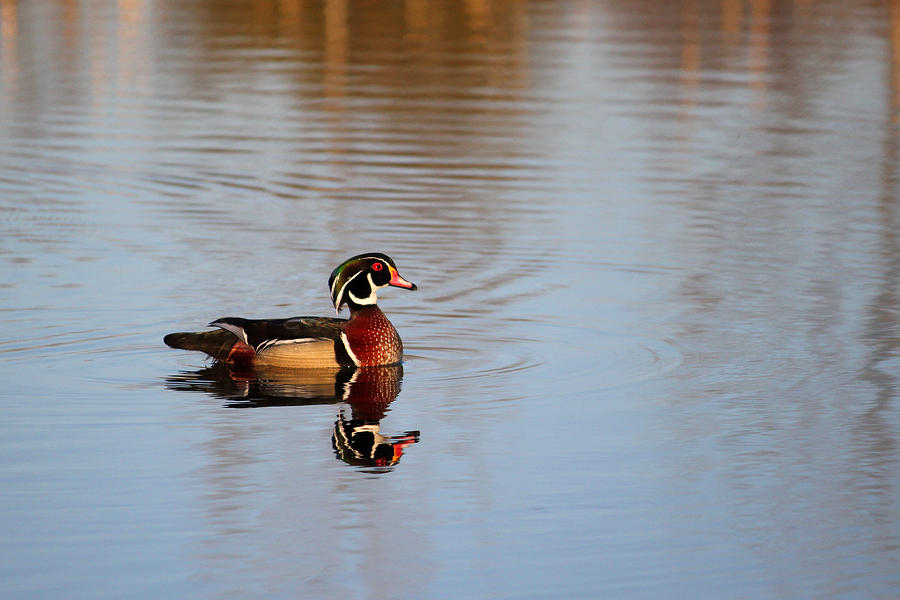 Male Wood Duck Photograph by Brook Burling