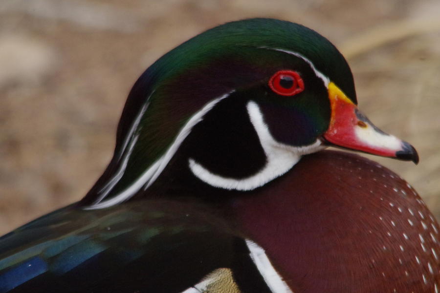 Male Wood Duck Close Up Photograph