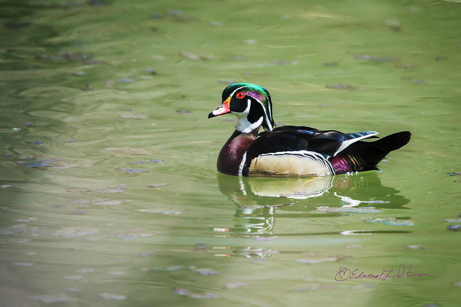 Male Wood Duck Photograph by Ed Peterson