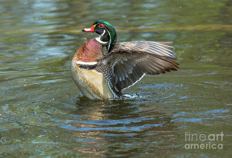 Male Wood Duck Flapping Photograph by Cheryl Baxter