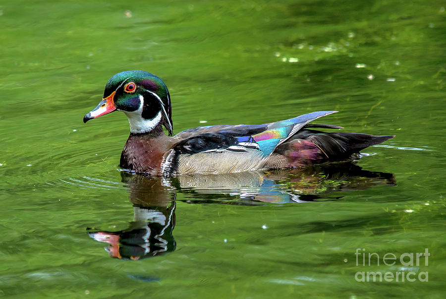 Male Wood Duck in Green Photograph by Cheryl Baxter