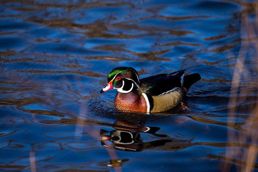 Duck Photograph - Male Wood Duck by Karol Livote
