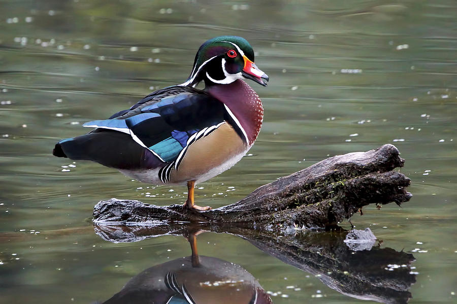 Duck Photograph - Male Wood Duck by Mark Hryciw