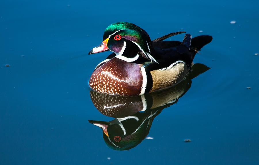 Male Wood Duck Photograph by Mindy Musick King