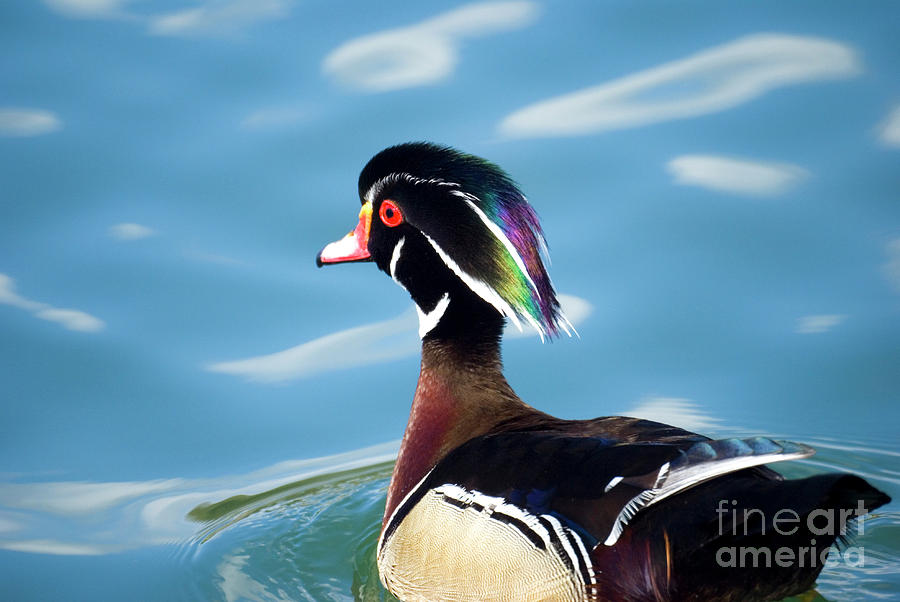 Male Wood Duck  Photograph by Ofer Zilberstein