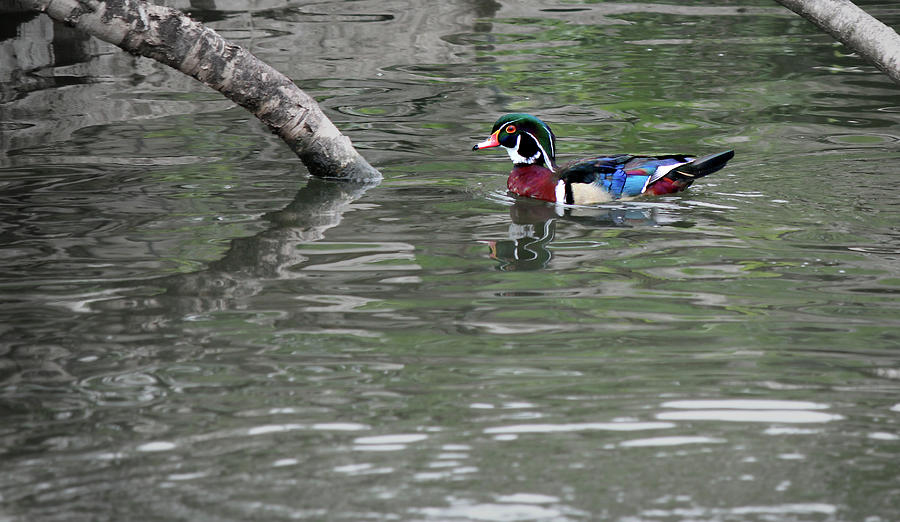 Drake Wood Duck On Pond Photograph