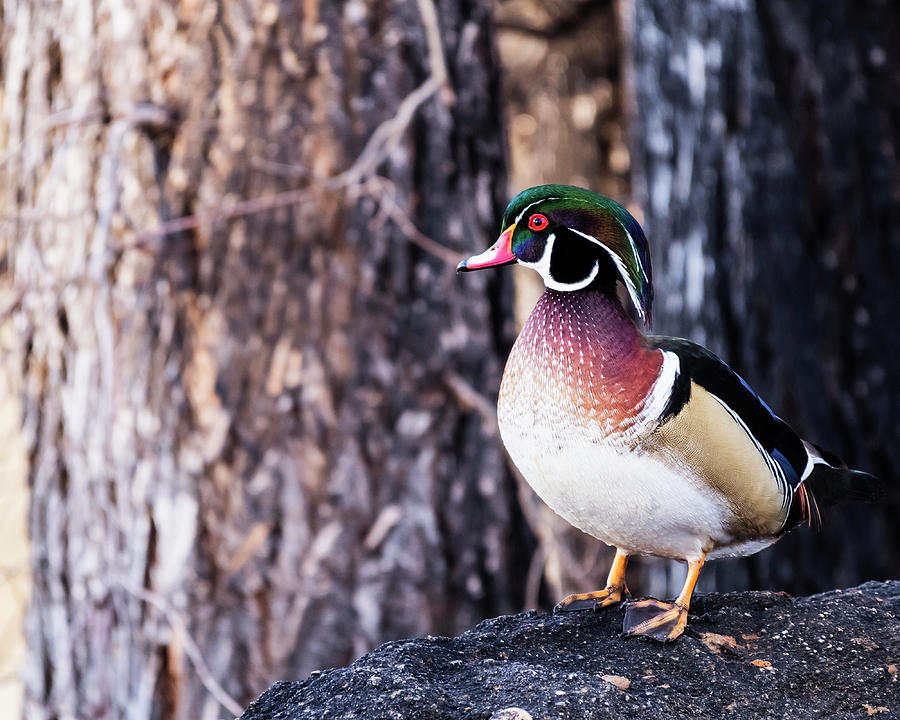 Male wood duck Photograph by Vishwanath Bhat