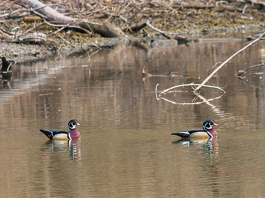 Male Wood Ducks Photograph by Ed Peterson