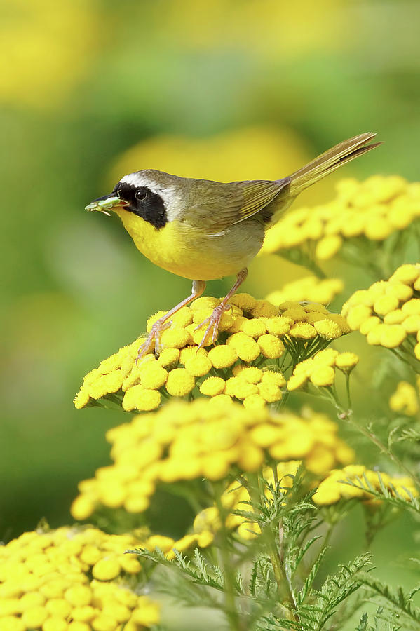 Flower Photograph - Male Yellowthroat Catch by Mark Hryciw