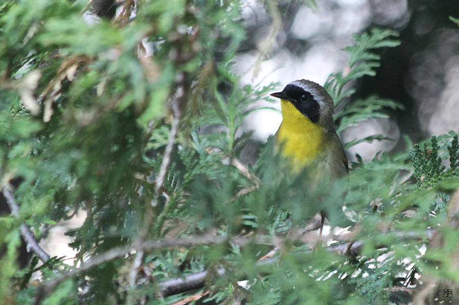 Male Yellowthroat Warbler Photograph by John Meader