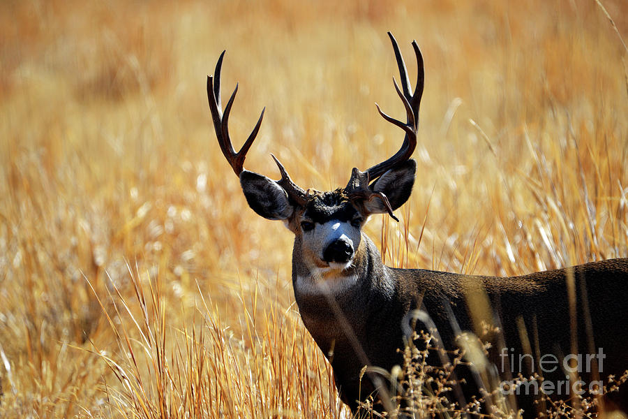 Malheur Stag Photograph by Denise Bruchman