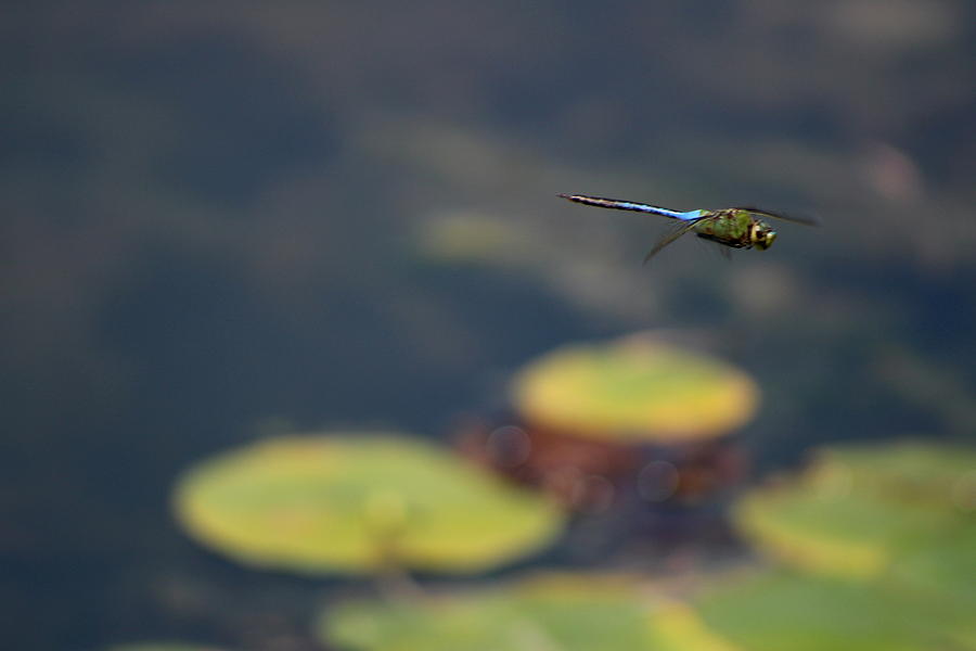 Malibu Blue Dragonfly Flying over Lotus Pond Photograph by Colleen Cornelius