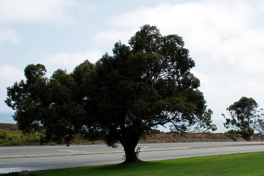 University Photograph - Malibu Pepperdine Tree by Robert Braley