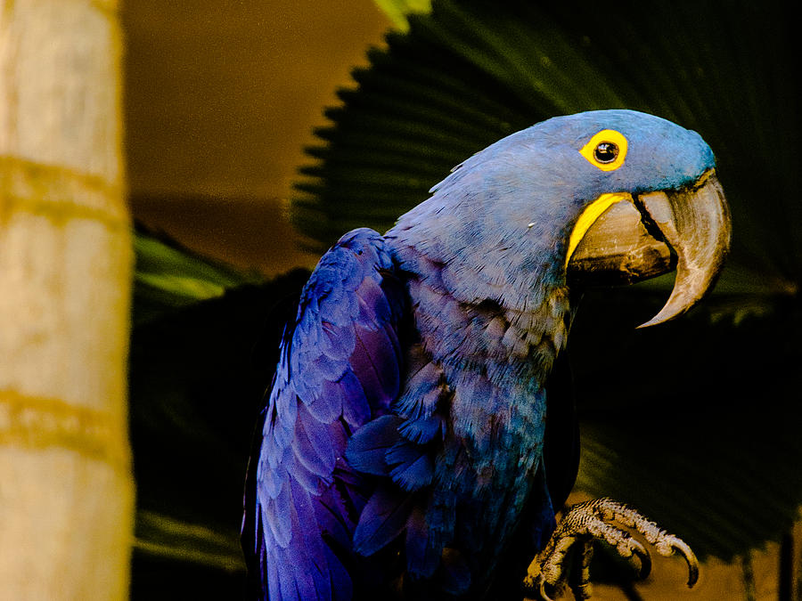 Malie Cockatoo Photograph by Alan Hart