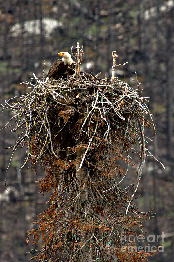 Maligne Valley Bald Eagle Nest Photograph by Adam Jewell