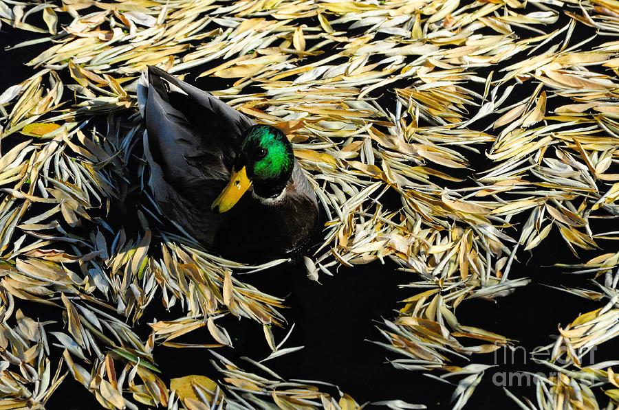 Mallard Photograph - Mallard Drake Among Fallen Autumn Leaves by Merrimon Crawford Mallard Photograph - Mallard Drake Among Fallen Autumn Leaves by Merrimon Crawford