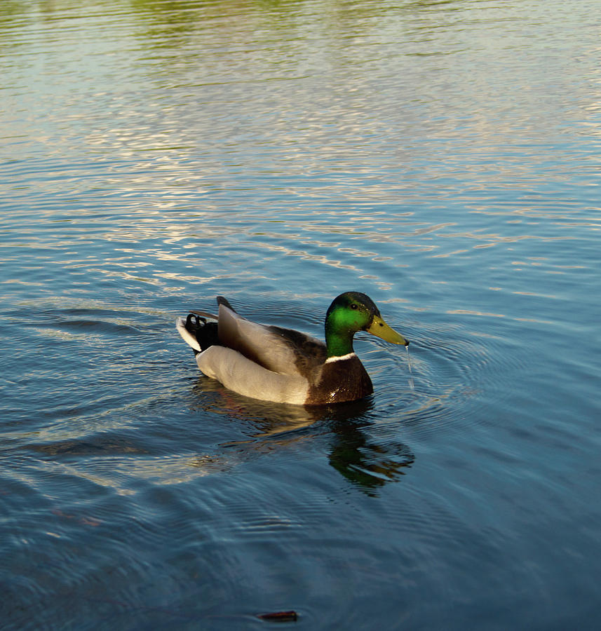 Duck Photograph - Mallarad Duck 1 by Douglas Barnett