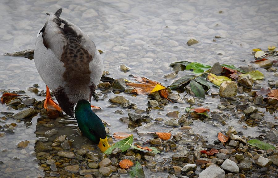 Duck Photograph - Mallard #2 by Beverly Kay