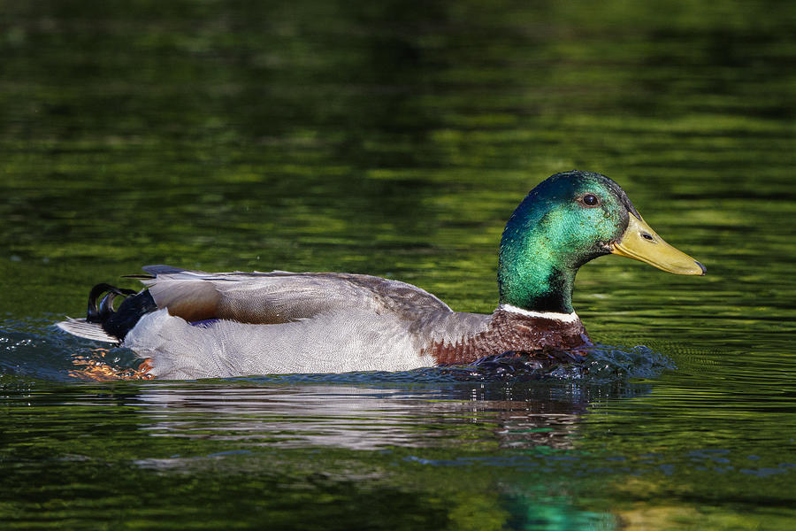 Mallard, American River, Sacramento, CA Photograph by Lewis Kemper ...