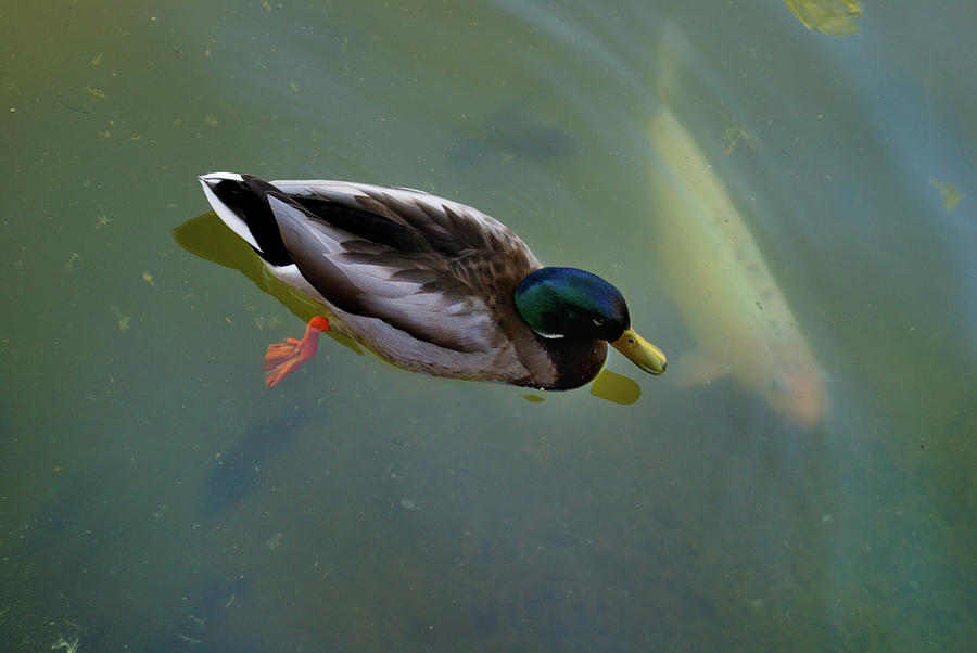 Mallard and Carp Photograph by Ron Cline