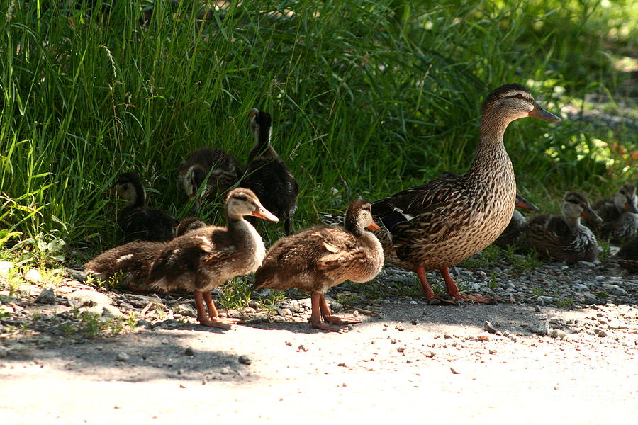 Mallard And Ducklings Photograph