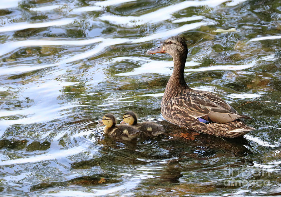 Mallard and Tiny Ducklings Photograph by Sandra Huston
