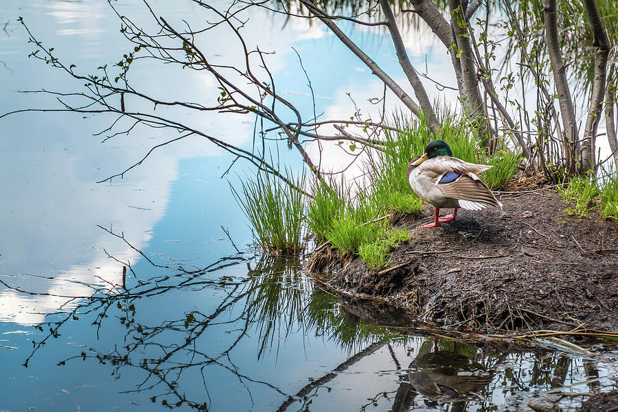 Duck Photograph - Mallard at Silver Lake by Gina Gardner